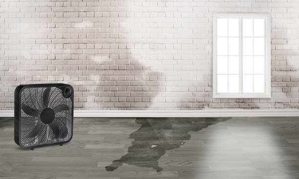 Best Carpet water damage restoration  in Deer Park, WA
